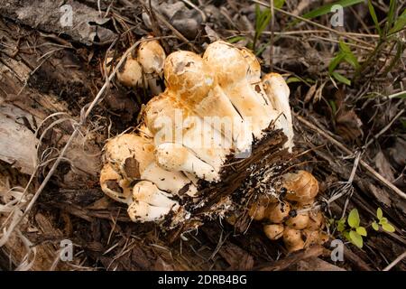 Coprinopsis variegata. A cluster of Scaly Ink Cap mushroom buttons growing in the road on rotten log, near the Kootenai River, in Troy Montana.