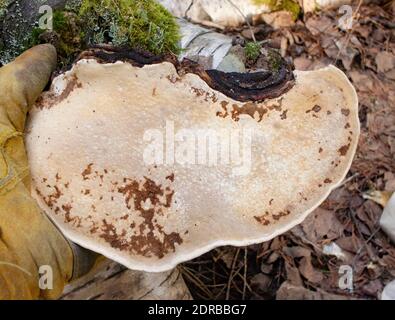 Fomitopsis pinicola complex. The underside of a Red Belt Conk mushroom, showing the pores. The mushroom was found growing on a red birch tree, Betula Stock Photo