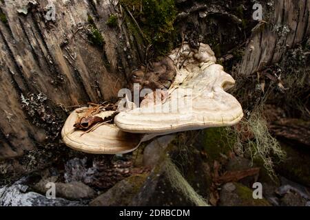 An Artists's Conk mushroom, Ganoderma applanatum, growing on a dead red birch, on Camp Creek, south of Troy, Montana. Stock Photo