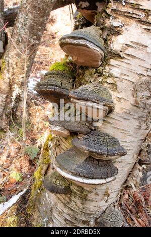 Black Bristle Bracket mushrooms (Phellinus nigricans) growing on the trunk of a dead red birch tree (Betula occidentalis), along Callahan Creek, in Tr Stock Photo