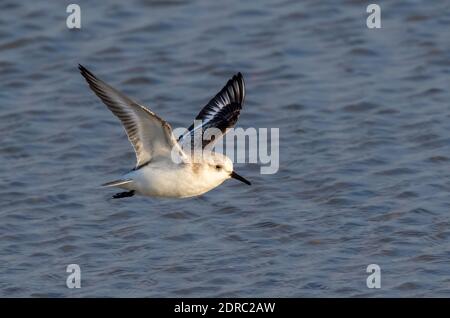 Sanderling (Calidris alba) flying over the ocean, Galveston, Texas, USA. Stock Photo