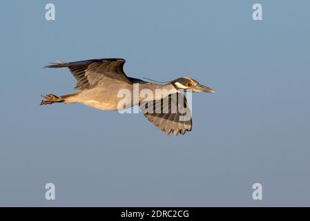 Yellow-crowned night heron (Nyctanassa violacea) flying in the blue sky, Galveston, Texas, USA. Stock Photo