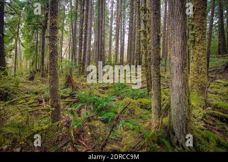 Hoh Rain Forest Olympic National Park Forks, Washington State, United States Stock Photo