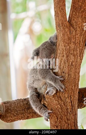 A cute Australian koala sleeping in a tree, hugging the trunk Stock Photo