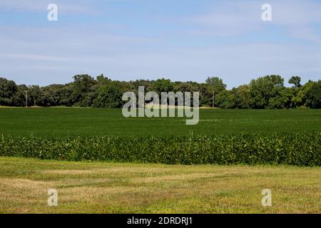 Landscape view of a rural agricultural crop field with grassy lawn in the foreground, and a small tree-lined country cemetery in the background Stock Photo