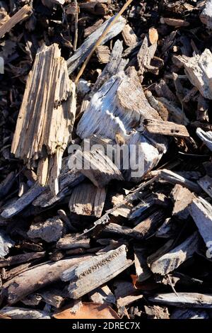 the closeup picture of wood chips on the ground Stock Photo