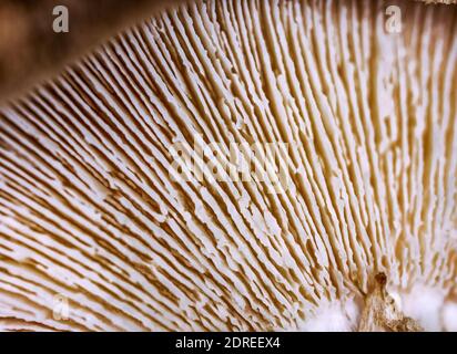 Close-up of a mushroom cap, texture of the bottom of the mushroom from an extremely close distance, selective focus. Stock Photo