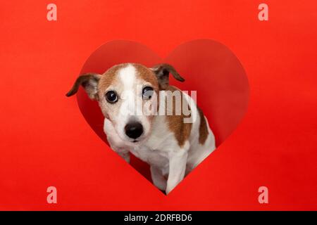 Dog jack russell terrier looking at the camera from a heart-shaped hole on a red background in the studio Stock Photo