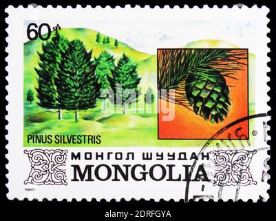 MOSCOW, RUSSIA - JANUARY 4, 2019: A stamp printed in Mongolia shows Pinus silvestris, Flora serie, circa 1982 Stock Photo