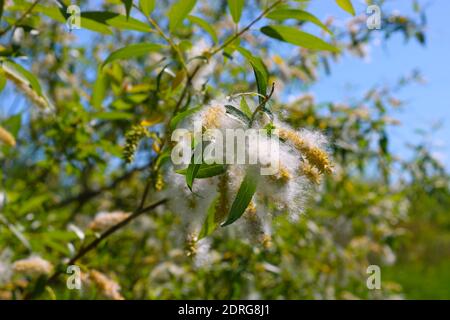 Willow fluff on branches. Fluffy poplar seeds. Selective soft focus. Strong allergen, health hazard concept. Stock Photo