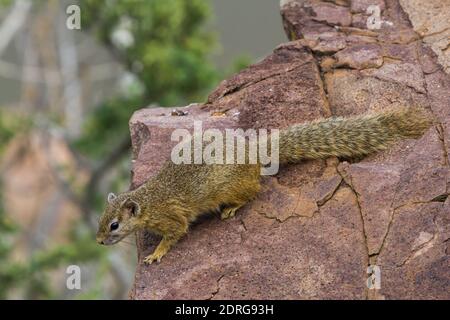 Cute african tree squirrel (Paraxerus cepapi) looking over the edge of a rock thinking about jumping in Kruger National Park, South Africa with blurre Stock Photo