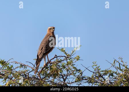 Juvenile pale chanting goshawk (Melierax canorus), Etosha game reserve, Namibia safari Africa wildlife Stock Photo