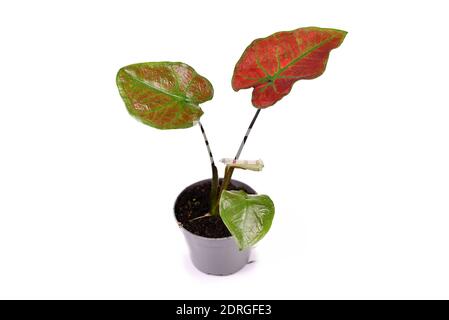 Small exotic 'Caladium Thai Danasty' houseplant with red leaves and green veins in flower pot isolated on white background Stock Photo