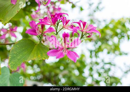 Pink Bauhinia flower blooming, commonly called the Hong Kong Orchid Tree. Stock Photo