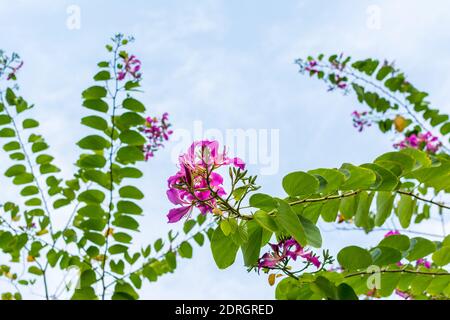 Pink Bauhinia flower blooming, commonly called the Hong Kong Orchid Tree. Stock Photo