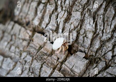 Close up of hermit crab on the tree Stock Photo