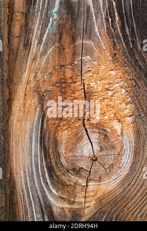 Wood texture withnatural pattern. Vertical crop. Close up. Stock Photo