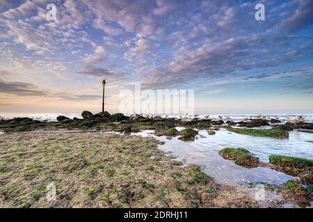 Blue, golden sunset on the beach. Blurry seagulls on the rocks in sea in the background. An impressive sky. Stock Photo