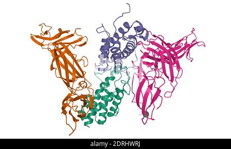 Structure of human interleukin-23 heterodimer, 3D cartoon model isolated, white background Stock Photo