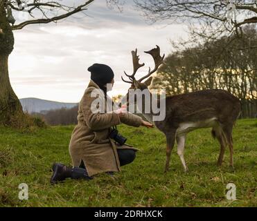 The woman feeding deer, in Phoenix Park, Dublin, Ireland Stock Photo