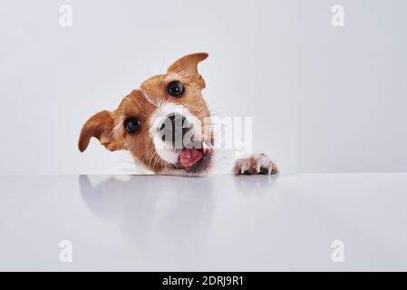 Jack Russell terrier dog eat meal from a table. Funny dog portrait on white background Stock Photo