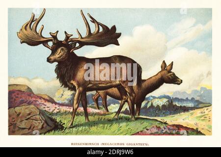 Irish elk, giant deer or Irish deer, Megaloceros giganteus, extinct species of deer of Eurasia during the Pleistocene. After a reconstruction by G. Keller in the Roemer-Museum, Hildesheim. Riesenhirsch, Megaceros giganteus. Colour printed illustration by F. John from Wilhelm Bolsche’s Tiere der Urwelt (Animals of the Prehistoric World), Reichardt Cocoa company, Hamburg, 1908. Stock Photo