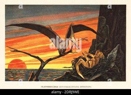 Nyctosaurus pterosaur, illustration Stock Photo - Alamy