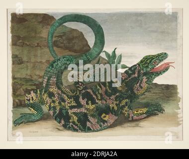 Artist: Maria Sibylla Merian, German, 1647–1717, Lizard, from Metamorphosis Insectorum Surinamensium, Colored engraving, platemark: 29.2 × 39.4 cm (11 1/2 × 15 1/2 in.); Framed: 55.9 × 66 cm (22 × 26 in.), Made in Switzerland, Swiss, 17th century, Works on Paper - Prints