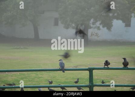 House crows Corvus splendens on a rail. Old Delhi. Delhi. India. Stock Photo