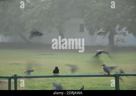 House crows Corvus splendens on a rail. Old Delhi. Delhi. India. Stock Photo