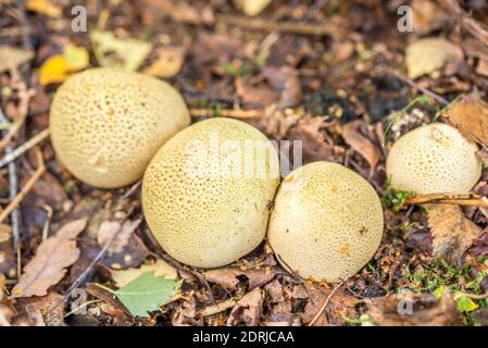 Common Earthball, close up in British woodland Stock Photo