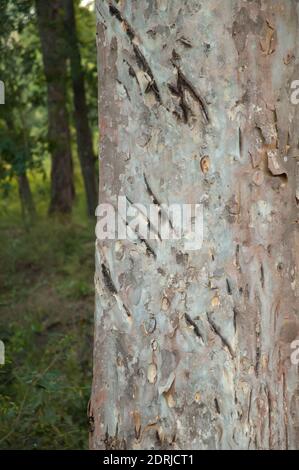 Claw marks of a Bengal tiger Panthera tigris tigris on a tree trunk. Bandhavgarh National Park. Madhya Pradesh. India. Stock Photo