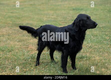 Flat Coated Retriever, Dog standing on Grass Stock Photo