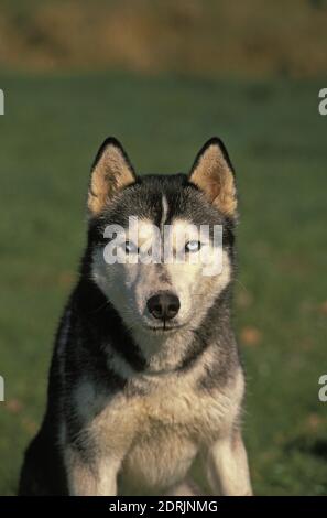 Siberian Husky Dog, Portrait of Adult Stock Photo