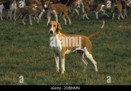 are poitevin hound noisy