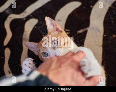 A cat playing with human hand while lying on bed Stock Photo