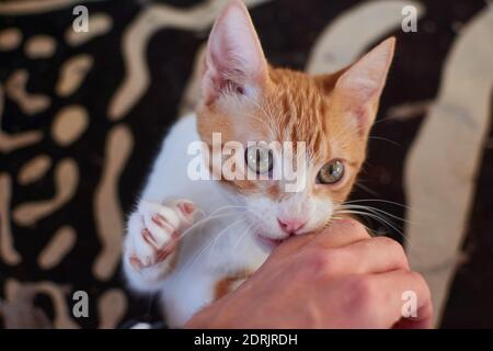 A cat playing with human hand while lying on bed Stock Photo
