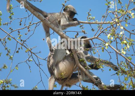 Southern plains gray langurs Semnopithecus dussumieri. Female and her cub feeding. Sasan. Gir Sanctuary. Gujarat. India. Stock Photo