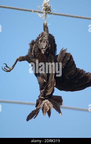 Large-billed crow Corvus macrorhynchos killed and hanging from a electricity cable. Sasan. Gir Sanctuary. Gujarat. India. Stock Photo