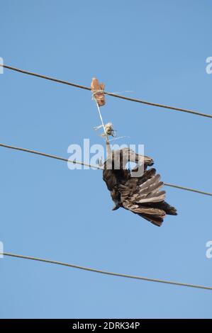 Large-billed crow Corvus macrorhynchos killed and hanging from a electricity cable. Sasan. Gir Sanctuary. Gujarat. India. Stock Photo