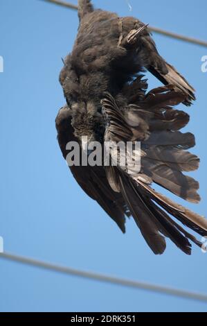 Large-billed crow Corvus macrorhynchos killed and hanging from a electricity cable. Sasan. Gir Sanctuary. Gujarat. India. Stock Photo