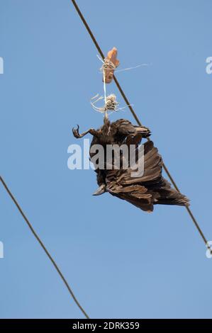 Large-billed crow Corvus macrorhynchos killed and hanging from a electricity cable. Sasan. Gir Sanctuary. Gujarat. India. Stock Photo