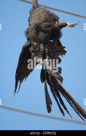 Large-billed crow Corvus macrorhynchos killed and hanging from a electricity cable. Sasan. Gir Sanctuary. Gujarat. India. Stock Photo