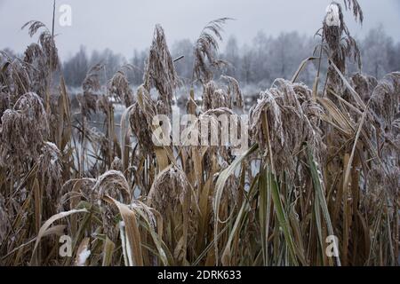 dry reeds on the lake in winter forest as background