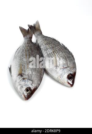 Grey Sea Bream, spondyliosoma cantharus, Fresh Fishes against White Background Stock Photo