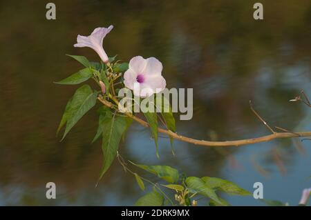 Pink morning glory Ipomoea carnea in flower. Hiran river. Sasan. Gir Sanctuary. Gujarat. India. Stock Photo