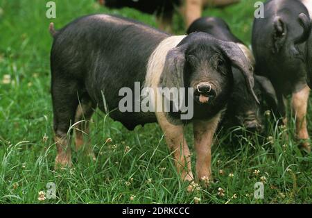 Basque Domestic Pig, a French Breed Stock Photo