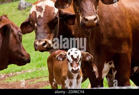 A new-born brown and white calf surrounded by 3 protective, mature cows and bulls. Farm in Queensland, Australia. Stock Photo