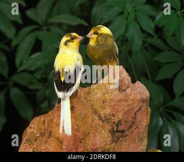 Yorkshire Canaries, serinus canaria, standing on Stone Stock Photo