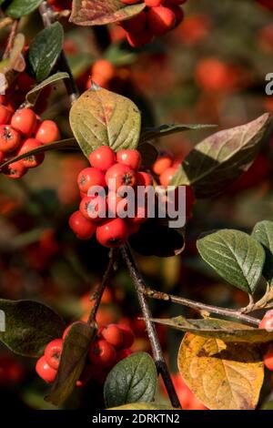 Cotoneaster sikangensis Stock Photo
